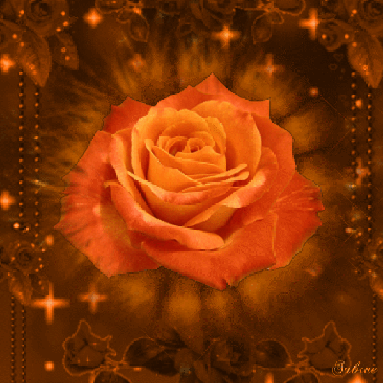 Rose orange